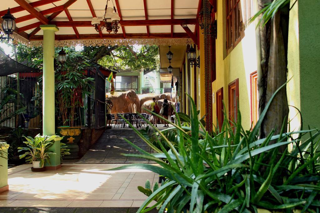 Green Land Guest House Pinnawala  Esterno foto